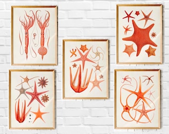 Set of five | Squid octopus | Vintage nautical illustration printables | Instant download