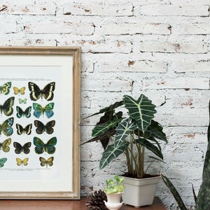 Butterfly Vintage textbook page Printable art scientific butterfly chart art print digital printable art print nature art print wall art image 3