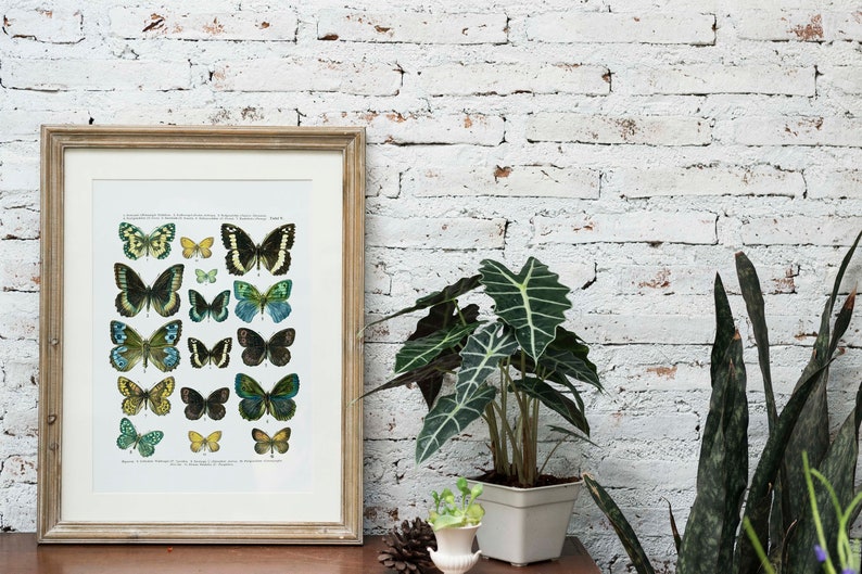 Butterfly Vintage textbook page Printable art scientific butterfly chart art print digital printable art print nature art print wall art image 3