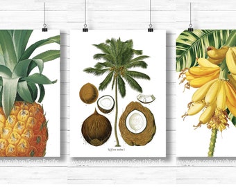 Set of 3 Vintage Pineapple Coconut Banana Printable art, botanical illustration, Printable wall art, Instant download digital print