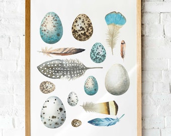 Watercolor birds eggs and feathers wall art | Natural history chart printable