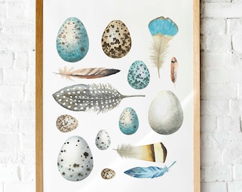 Watercolor birds eggs and feathers wall art | Natural history chart printable