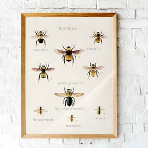 Vintage Bumblebee lithograph | Botanical illustration | Printable vintage Bee art