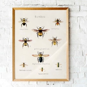 Vintage Hummel Lithographie | Botanische Illustration | Druckbare vintage Kunst