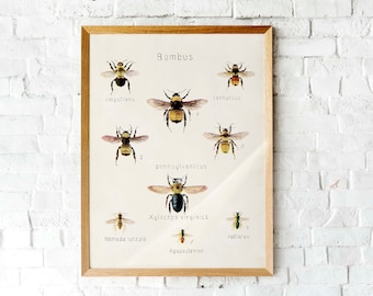 Vintage Bumblebee lithograph | Botanical illustration | Printable vintage Bee art