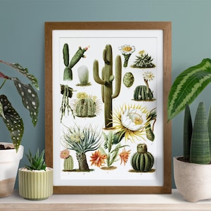 Vintage Kaktus Botanische Kunstdruck - Retro Sukkulenten Wandkunst für Wohnkultur