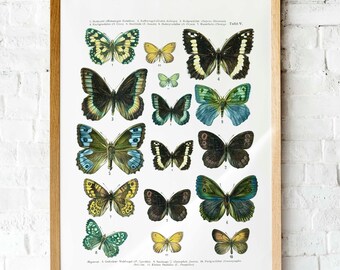Butterfly Vintage textbook page Printable art scientific butterfly chart art print digital printable art print nature art print wall art