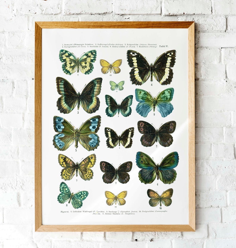 Butterfly Vintage textbook page Printable art scientific butterfly chart art print digital printable art print nature art print wall art image 1