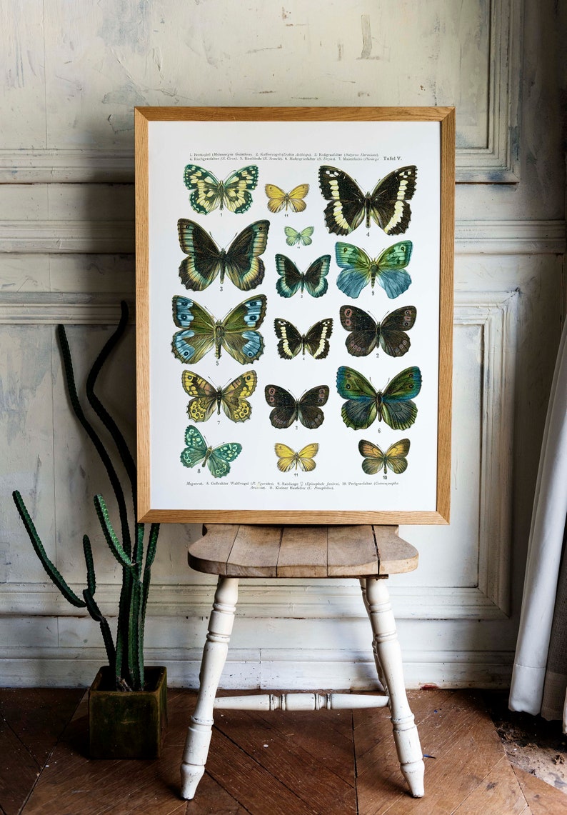 Butterfly Vintage textbook page Printable art scientific butterfly chart art print digital printable art print nature art print wall art image 2