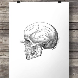 Antique human skull engraving diagram minimalist skull Printable wall art illustration black and white medical diagram cranium anatomy print