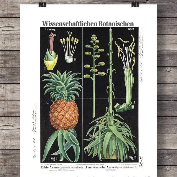 Vintage botanische Ananas | Ananas druckbare Kunst | tropisches Dekor | Ananas Kunstdruck | Luxe Wandkunst