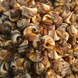 Periwinkles - Big Periwinkles - Dried periwinkle | Sea Snail - Nkonko