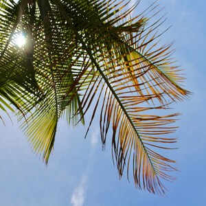 Sonnengeküsste Flucht - Tropische Palmensilhouette | Digitaler Download | Büro-Wandkunst für Empfang, Spa oder Wartezimmer-Dekor