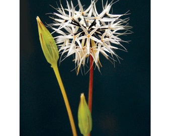 Penacho de estrellas - Set 5-postal