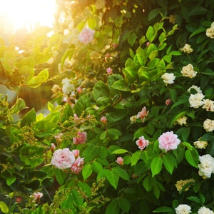 Secret Garden - Ensemble de 5 cartes postales