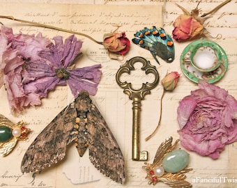 Vintage Botancials and Winged Creatures - 5 Postcard set