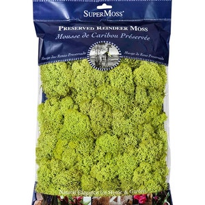 Musgo de reno 325 cu. pulg. Una hermosa textura suave y esponjosa que cubre el suelo y adorna las plantas en macetas, ideal para terrarios y arte de pared.