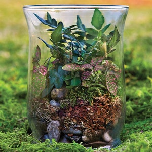 Ensemble de terrarium forestier 8 oz image 3