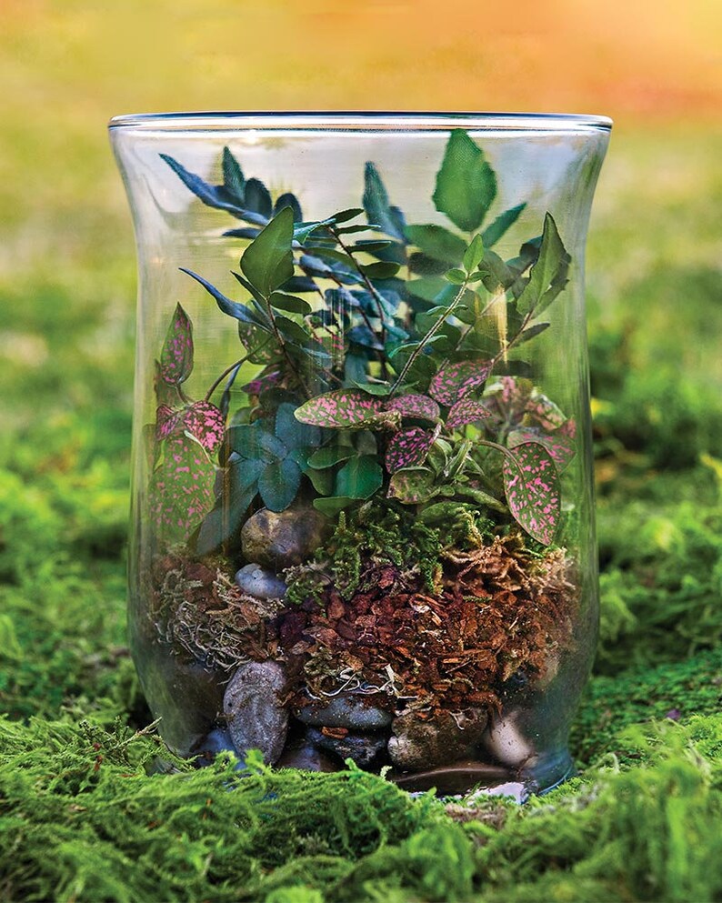 Ensemble de terrarium forestier 8 oz image 3