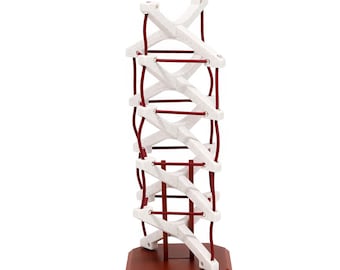 Tensegrity Spine Model - Learning & Education Model for Healthcare and Movement Professionals