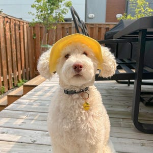 Dog Bucket Hat – Summer Hat for Dogs |  Hat for Small Medium Large Dogs | Dog  Hat | Sun Protection hat for dogs