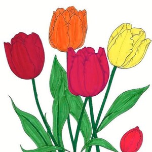 Beautiful Tulip flowers