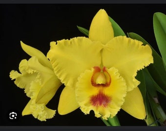 Orchid Cattleya plant