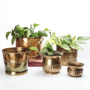 May include: Five brass plant pots of varying sizes and styles. The pots are filled with green plants and are arranged on a white surface.