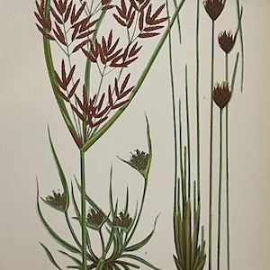 Antique 1900 Botanical Color Nature Print Grasses Sweet Cyperus Black Bog Rush Green Wall Decor