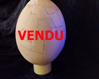 ÆPYORNIS EGG _SOLD_ Largest egg in the world Extremely rare Madagascar fossil - Here egg hatched and reconstructed. 2000 years quaternary Aepyornis