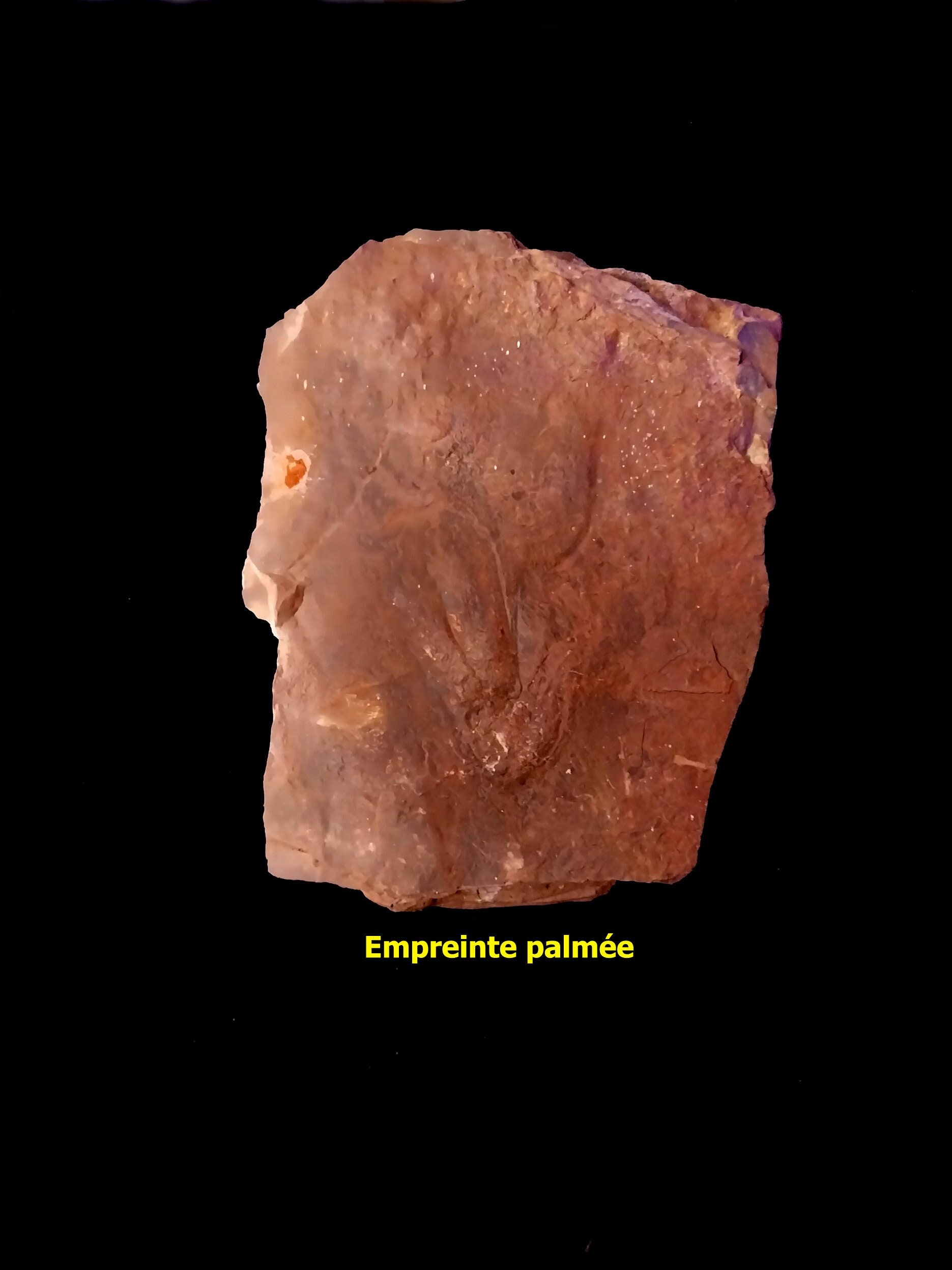 Tetrapod - Etsy 日本