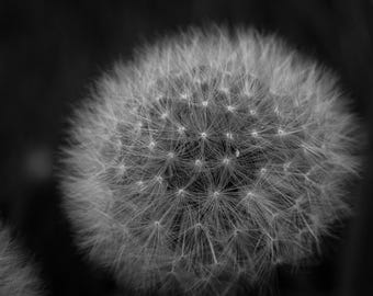 Spring Flowers Giclée Print: Black and White Floral Wall Art