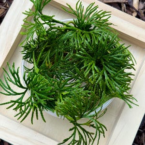 May include: A top-down view of a small, clear plastic container filled with vibrant green, fern-like plants. The container sits within a light-colored wooden tray, creating a natural, earthy aesthetic. The plants have a delicate, textured appearance.