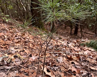 3 Eastern White Pine Seedlings / Appalachian Mountains / 6-18" long / Trees