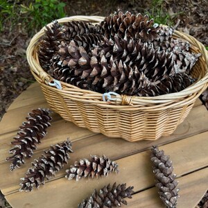 May include: A wicker basket filled with brown pine cones, with several more scattered on a wooden surface. The pine cones have a textured, scale-like appearance with white accents. The basket is round with a woven design.