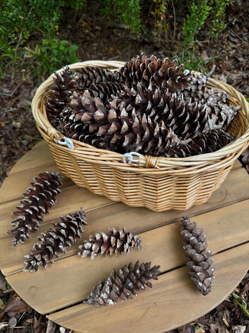 May include: A wicker basket filled with brown pine cones, with several more scattered on a wooden surface. The pine cones have a textured, scale-like appearance with white accents. The basket is round with a woven design.