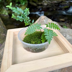 May include: A small fern plant in a clear plastic container, set on a light wooden tray. The fern has vibrant green fronds and is surrounded by green moss. The background features a natural outdoor setting with a stream.