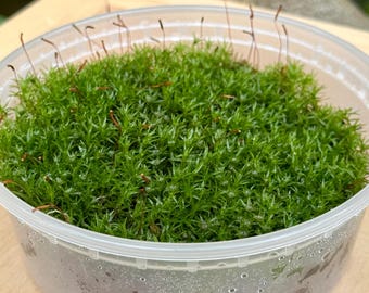 Live Appalachian Twisted Moss for Natural Decor & Terrariums