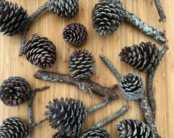 Natural Loblolly Pine Cones: Appalachian Mountain Decor, 20 Raw Pieces