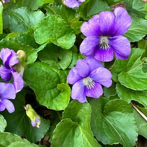 10 Wild Violet Bare Root Plants: Appalachian Native Perennials