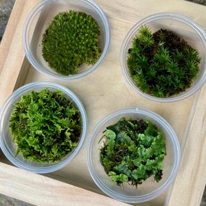 Appalachian Moss Set – 4 Live Varieties in 3.25 Oz Lidded Cups for Natural Decor & Terrariums