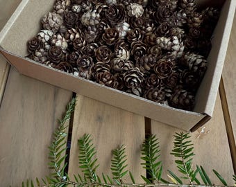 200 pcs Hemlock Tree Tiny Pinecones, Appalachian Mountains / 2026 / Decor / Craft