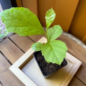 May include: A small potted plant with vibrant green leaves. The plant is in a black square pot, set on a light wooden tray. The leaves have a textured surface and are a bright, healthy green. The background is a mix of wood and a warm orange wall.