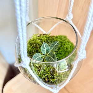 May include: A clear glass terrarium with a small plant and green moss, suspended by a white macrame hanger. The terrarium is round and filled with vibrant green moss and a small plant with patterned leaves. The macrame adds a touch of bohemian style.
