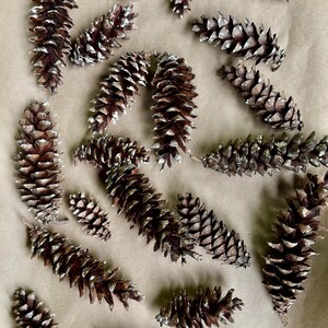 May include: A collection of brown pine cones with white tips scattered on a light brown surface. The pine cones vary in size and shape, creating a natural, rustic aesthetic. The image showcases the texture and detail of the cones.