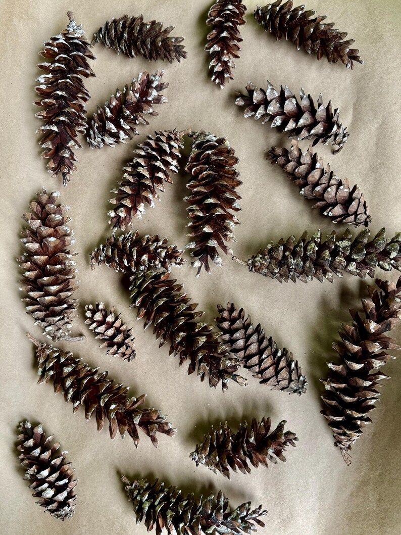 May include: A collection of brown pine cones with white tips scattered on a light brown surface. The pine cones vary in size and shape, creating a natural, rustic aesthetic. The image showcases the texture and detail of the cones.