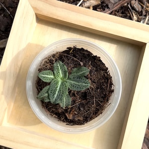 Live Rattlesnake Plantain Orchid (Goodyera pubescens) in 8 oz Lidded Container – Terrarium-Ready / Appalachian Native Plant