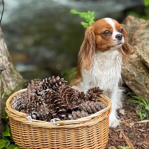 May include: A Cavalier King Charles Spaniel sits near a woven basket filled with brown pine cones. The dog has a white and brown coat. The basket is made of light brown wicker. The background includes a stream and rocks.