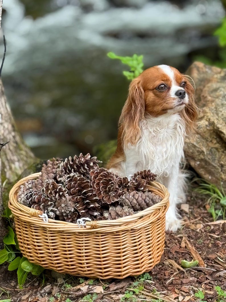 May include: A Cavalier King Charles Spaniel sits near a woven basket filled with brown pine cones. The dog has a white and brown coat. The basket is made of light brown wicker. The background includes a stream and rocks.