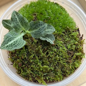 Mini Forest Terrarium Set – Rattlesnake Orchid, Pincushion & Brocade Moss in 8 oz Lidded Container / Live Appalachian Plants for Fairy Garde